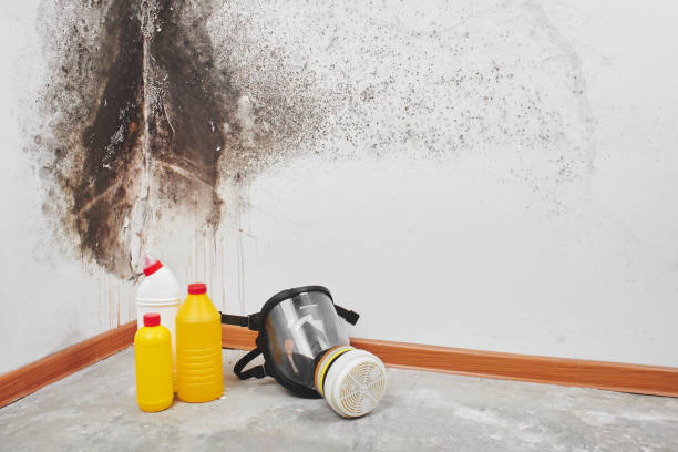 Best Residential Mold Removal  in Dillon, SC