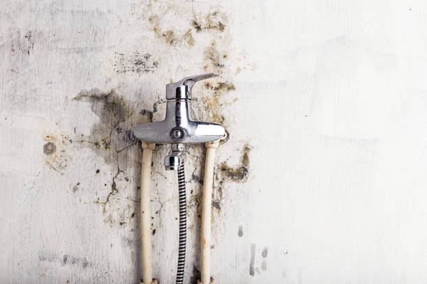 Best Home Mold Removal  in Dillon, SC